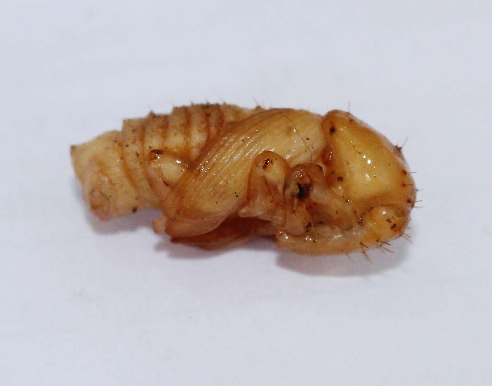 Image of Sisal Weevil
