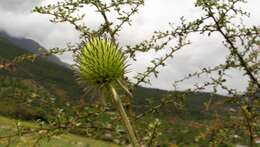 Image of Dipsacus inermis Wall.