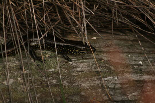 Image of Western Glossy Swamp Skink