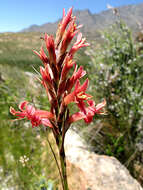 Image de Tritoniopsis revoluta (Burm. fil.) Goldblatt