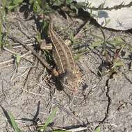 صورة Sceloporus goldmani Smith 1937