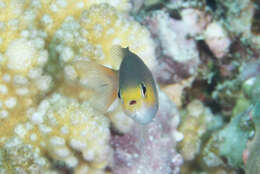 Image of Dwarf chromis