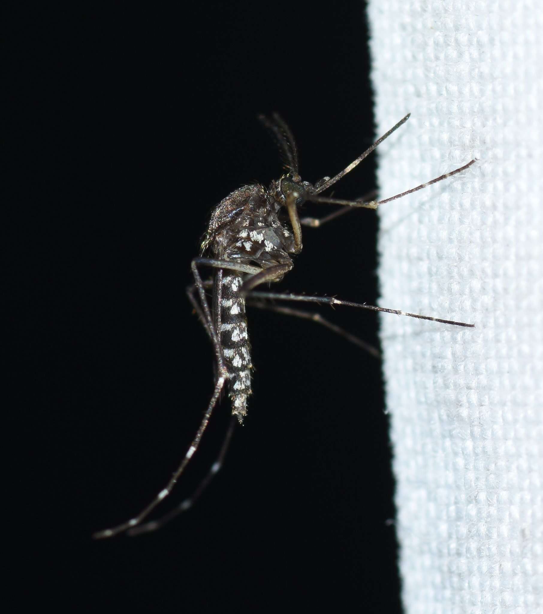 Sivun Aedes taeniorhynchus (Wiedemann 1821) kuva