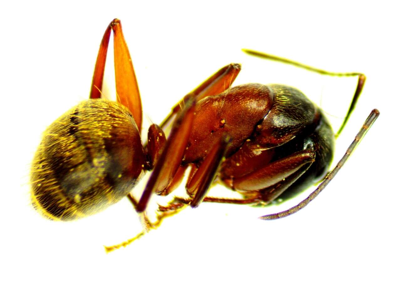 Image of ferruginous carpenter ant