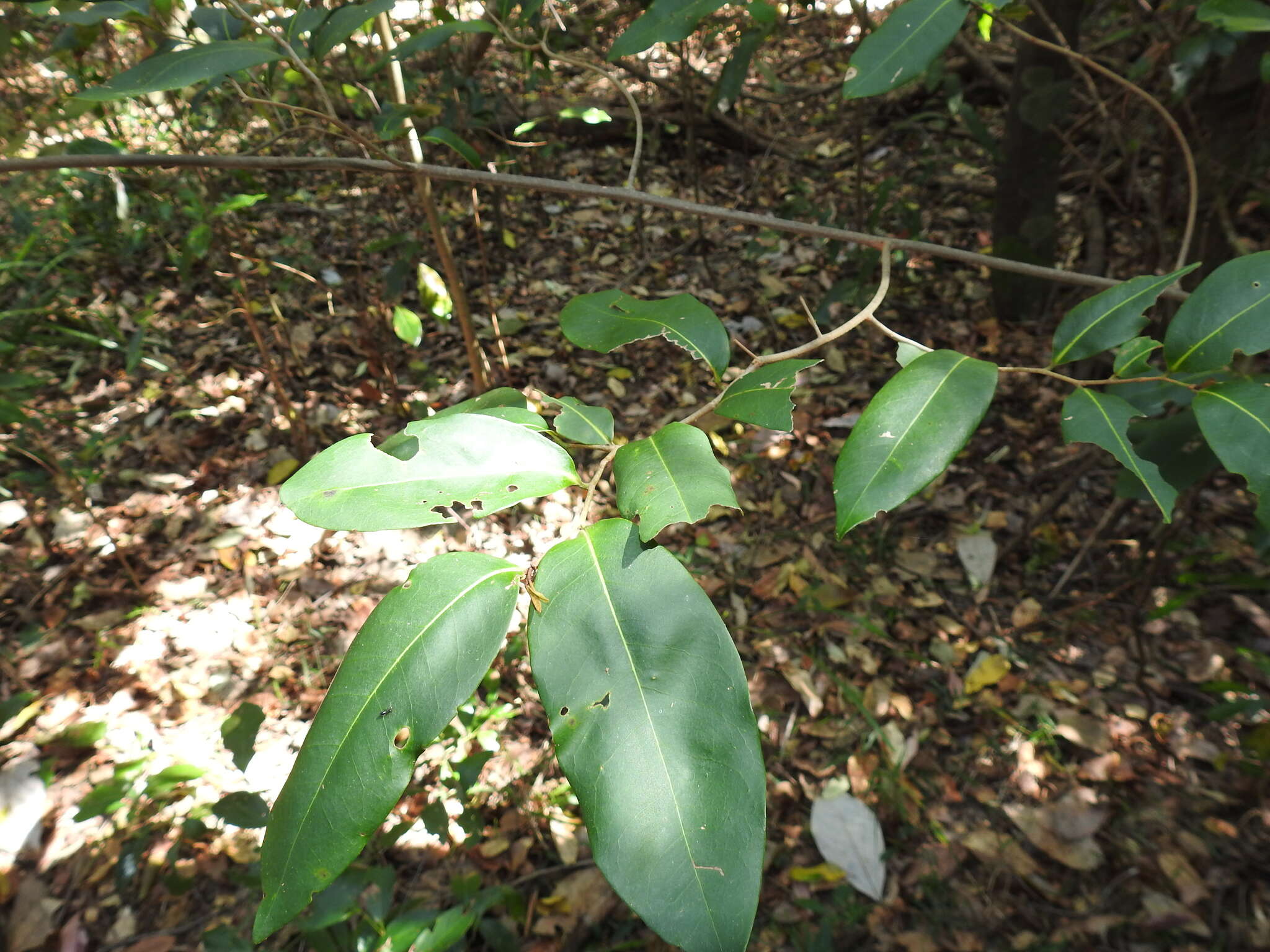 Image of Uvaria leichhardtii (F. Muell.) L. L. Zhou, Y. C. F. Su & R. M. K. Sau