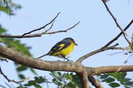 Image of Orange Minivet