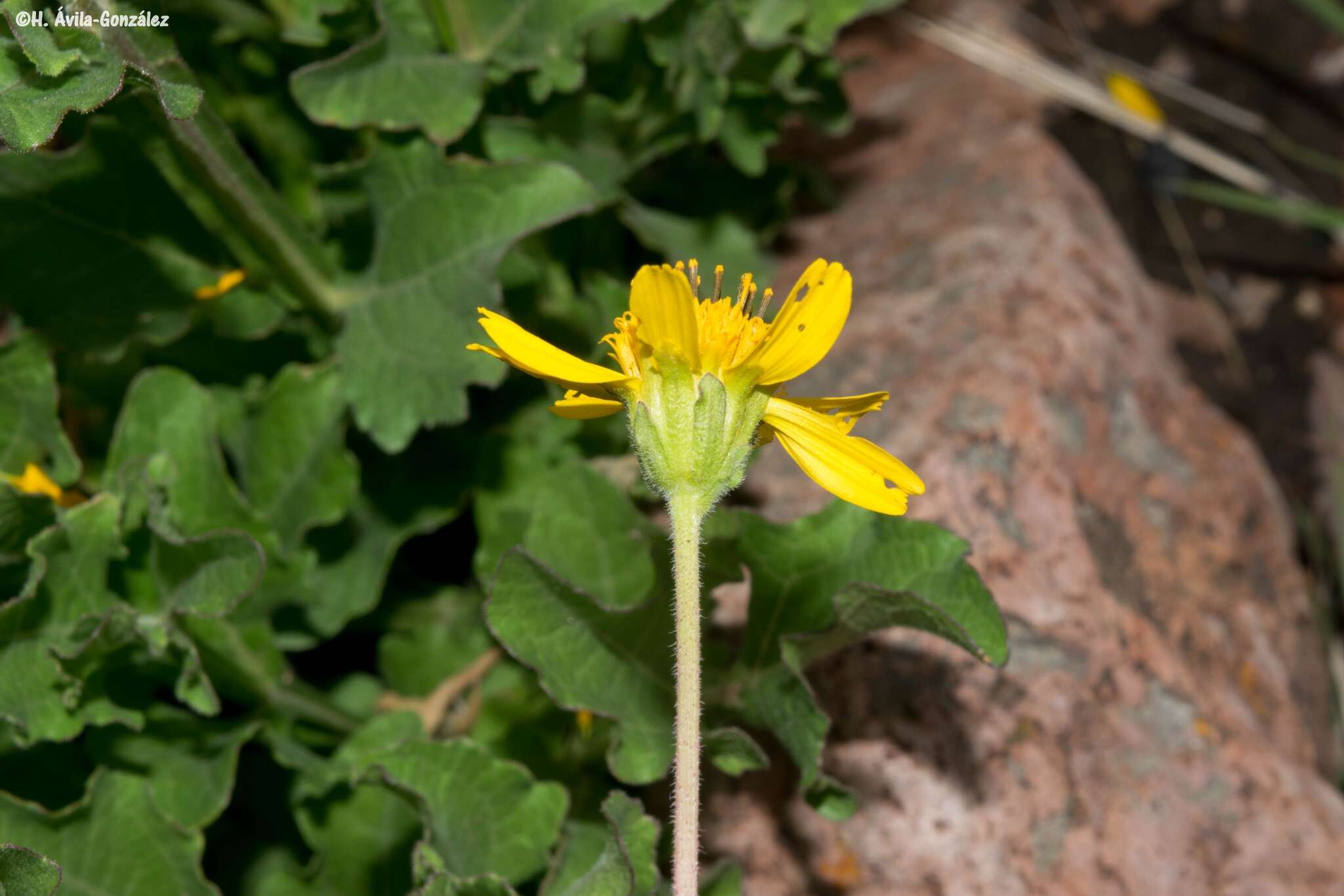 Image of Verbesina pedunculosa (DC.) Robinson