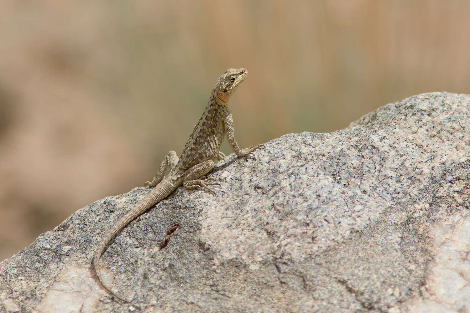 Image of Himalayan Agama