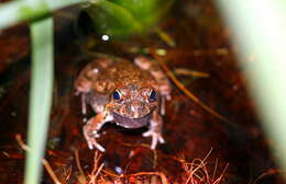 Image of Tandy's Sand Frog