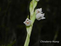 Image of Goodyera nankoensis Fukuy.