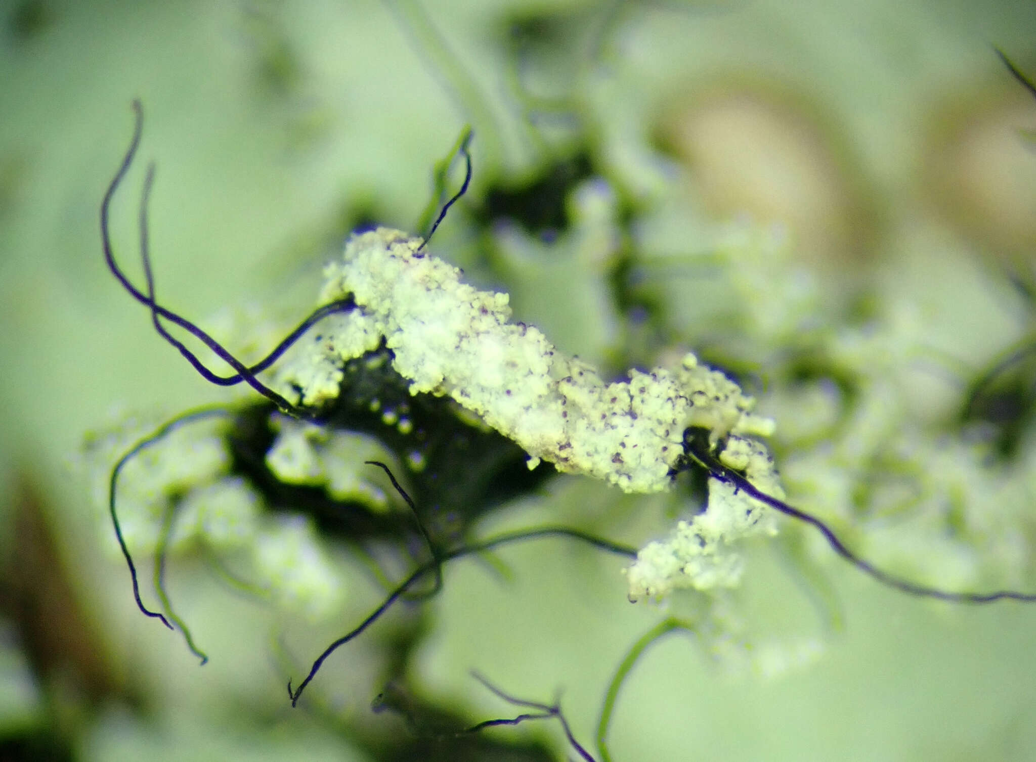 Image of Melliss' parmotrema lichen