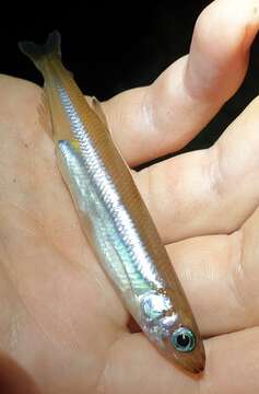 Image of Common Smelt