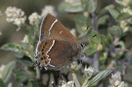 Imagem de <i>Callophrys spinetorum</i>