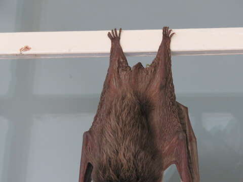 Image of Ozark big-eared bat