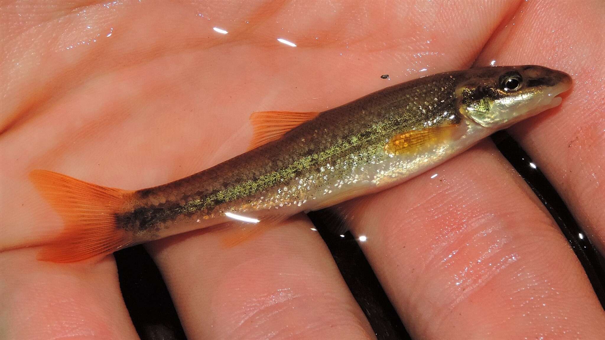 Image of Longnose Dace