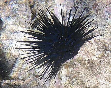 Image of Diadema urchin