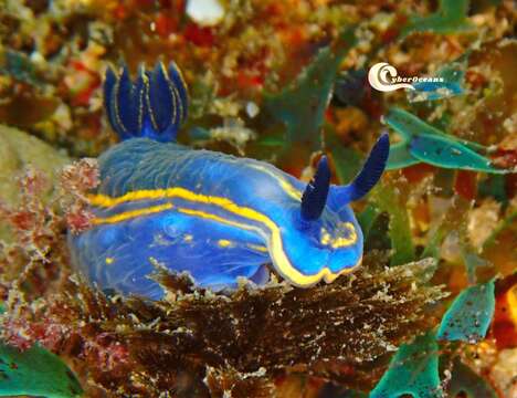 Image of double-lined sea slug