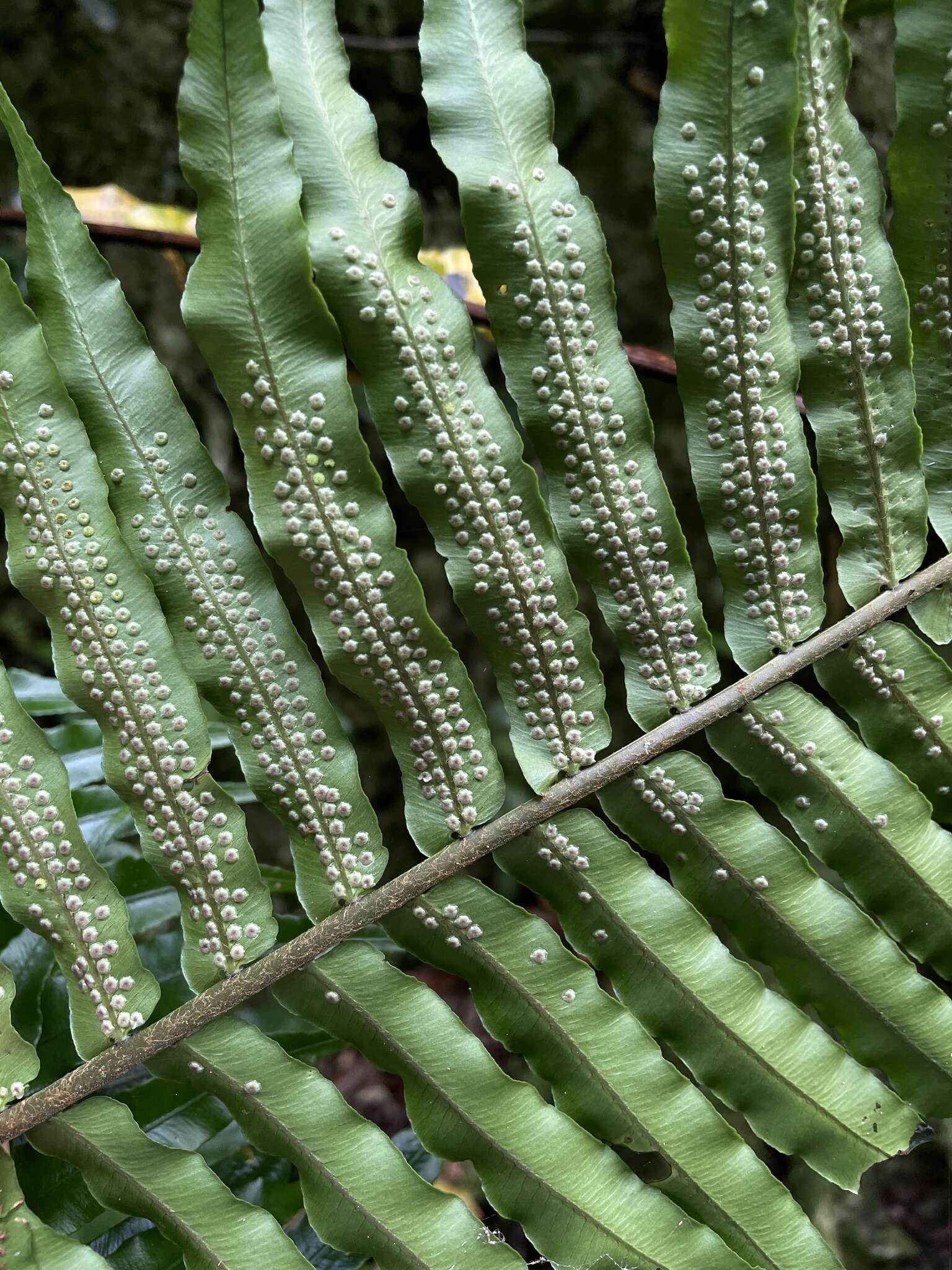 Image of Limestone Fern