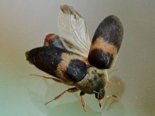 Image of Banded Black Carpet Beetle