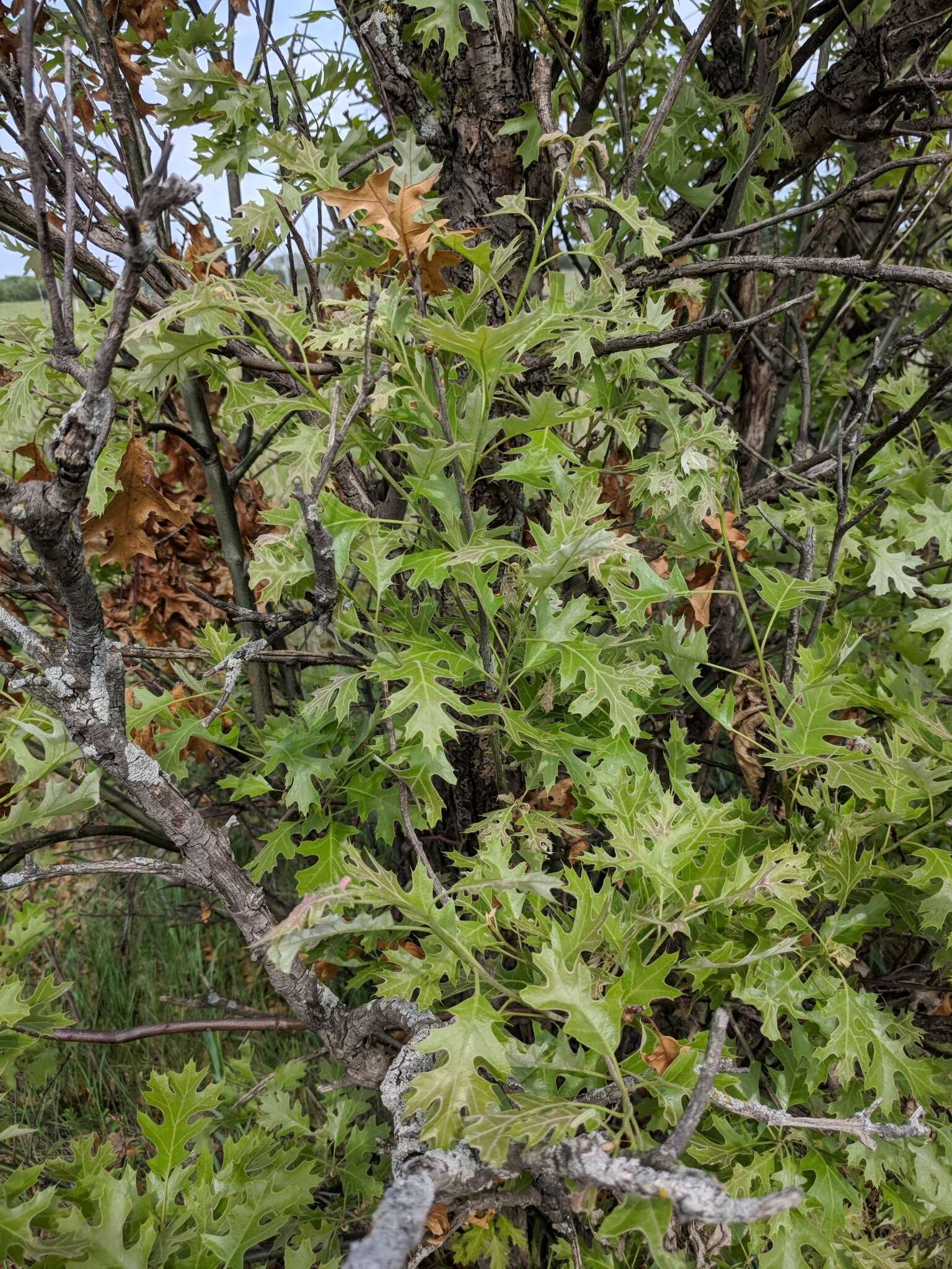 Quercus ellipsoidalis E. J. Hill resmi