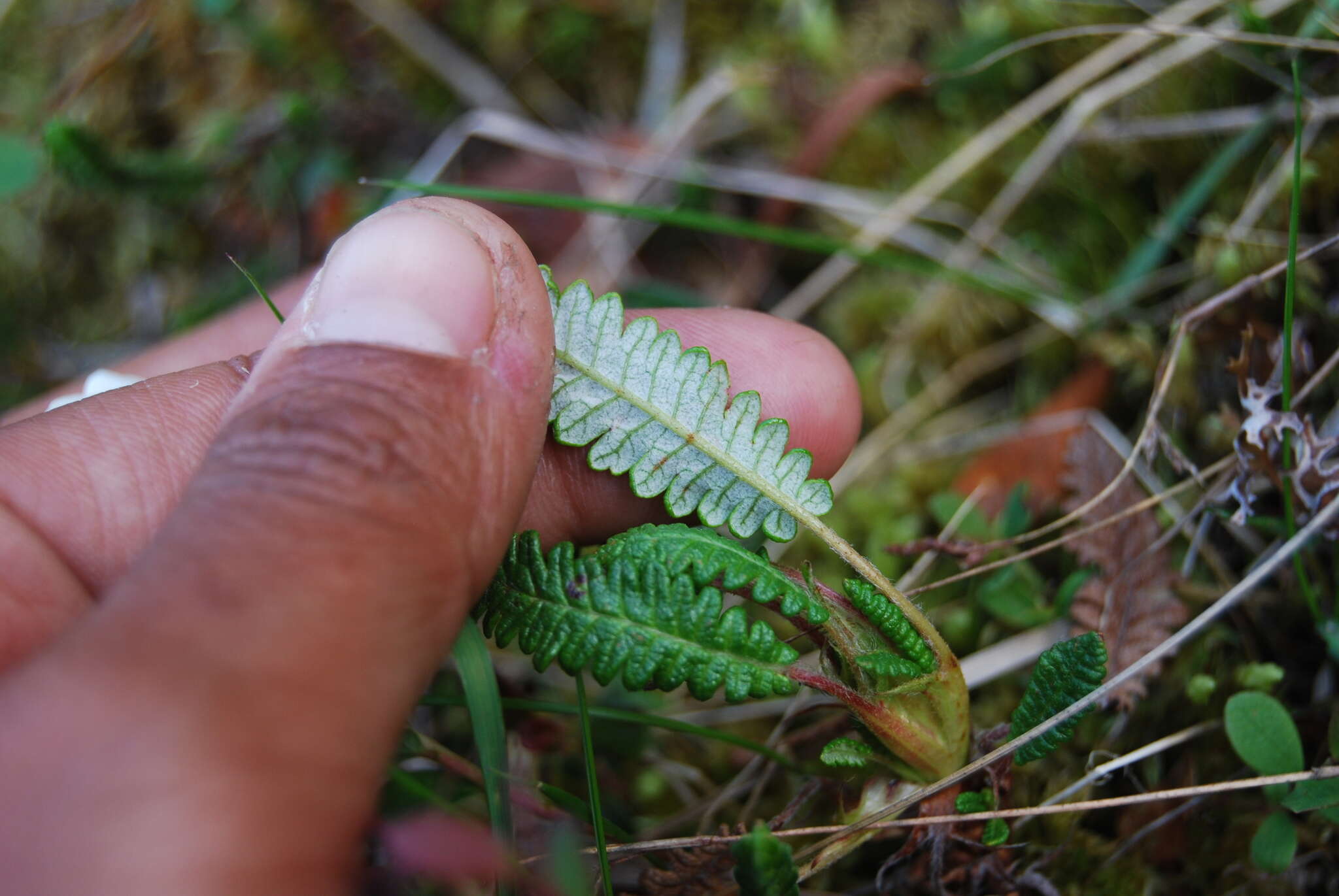 صورة Dryas octopetala subsp. alaskensis (A. Pors.) Hult.