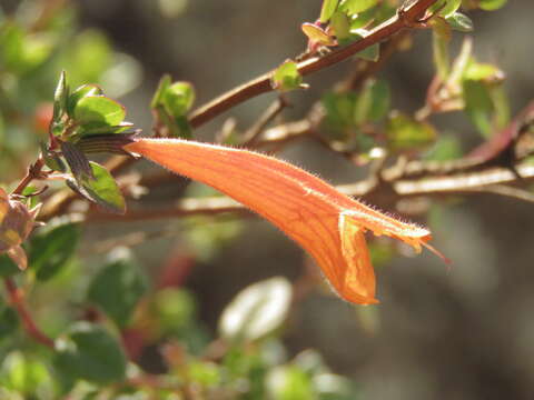 Image of Clinopodium mexicanum (Benth.) Govaerts