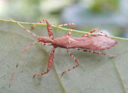 Image of Diarthrotarsus Bergroth 1905