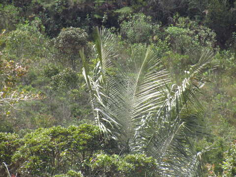 Image of Wax palm