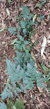 Image of Dryopteris polita Rosenst.