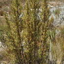 Image of Cliffortia acanthophylla C. Whitehouse