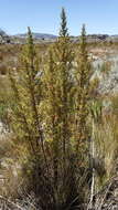 صورة Cliffortia acanthophylla C. Whitehouse