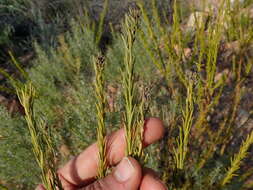 Image of Phylica excelsa Wendl.