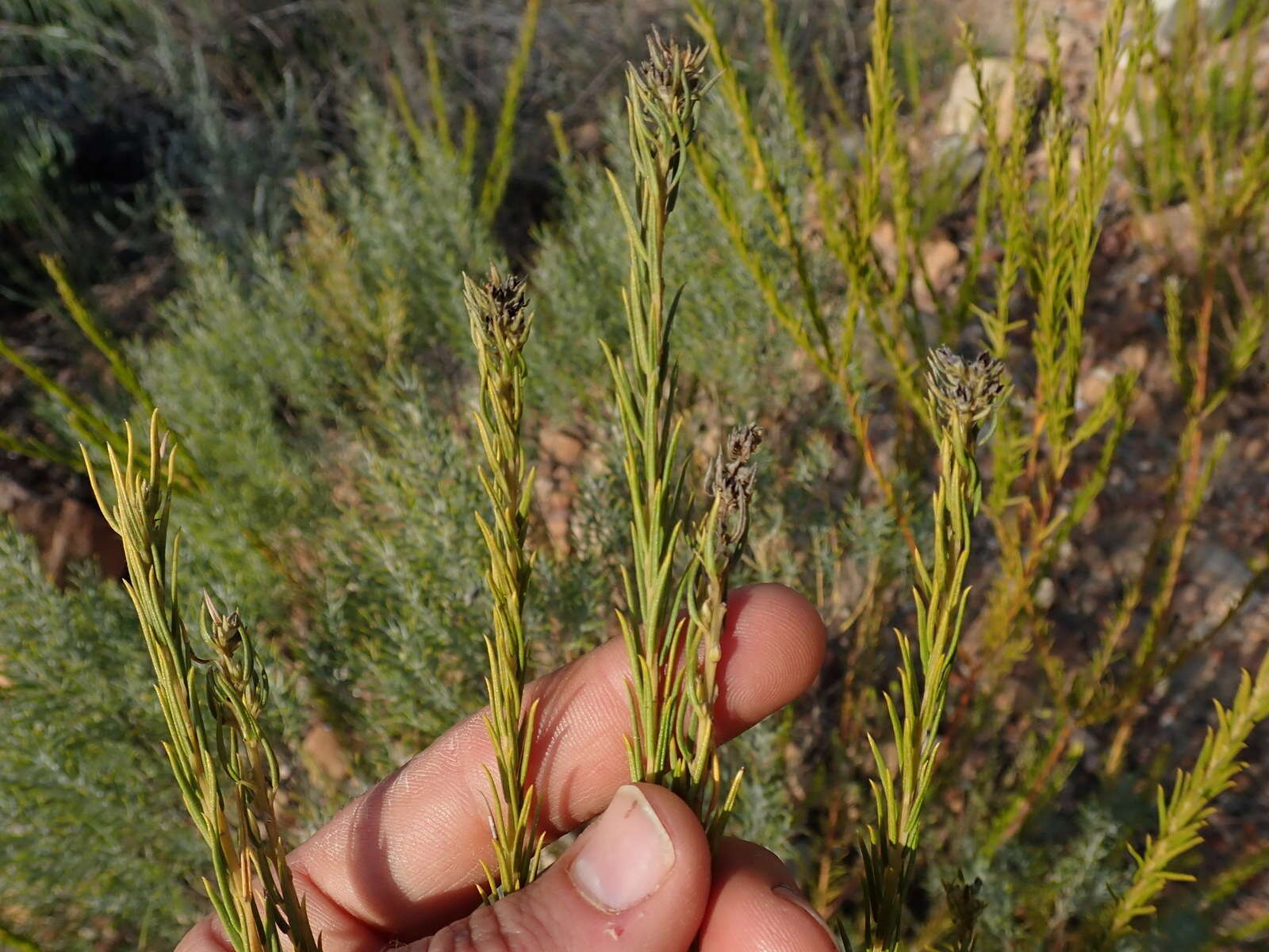 Image of Phylica excelsa Wendl.