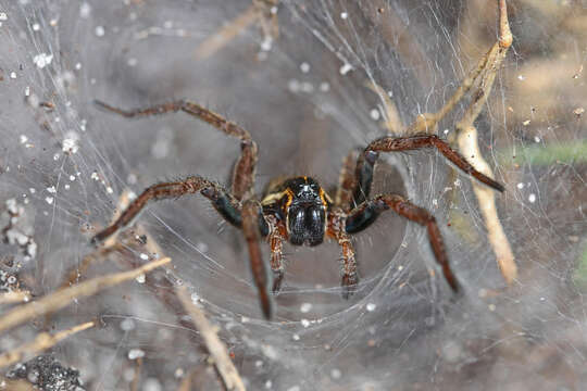 Image of Sosippus floridanus Simon 1898