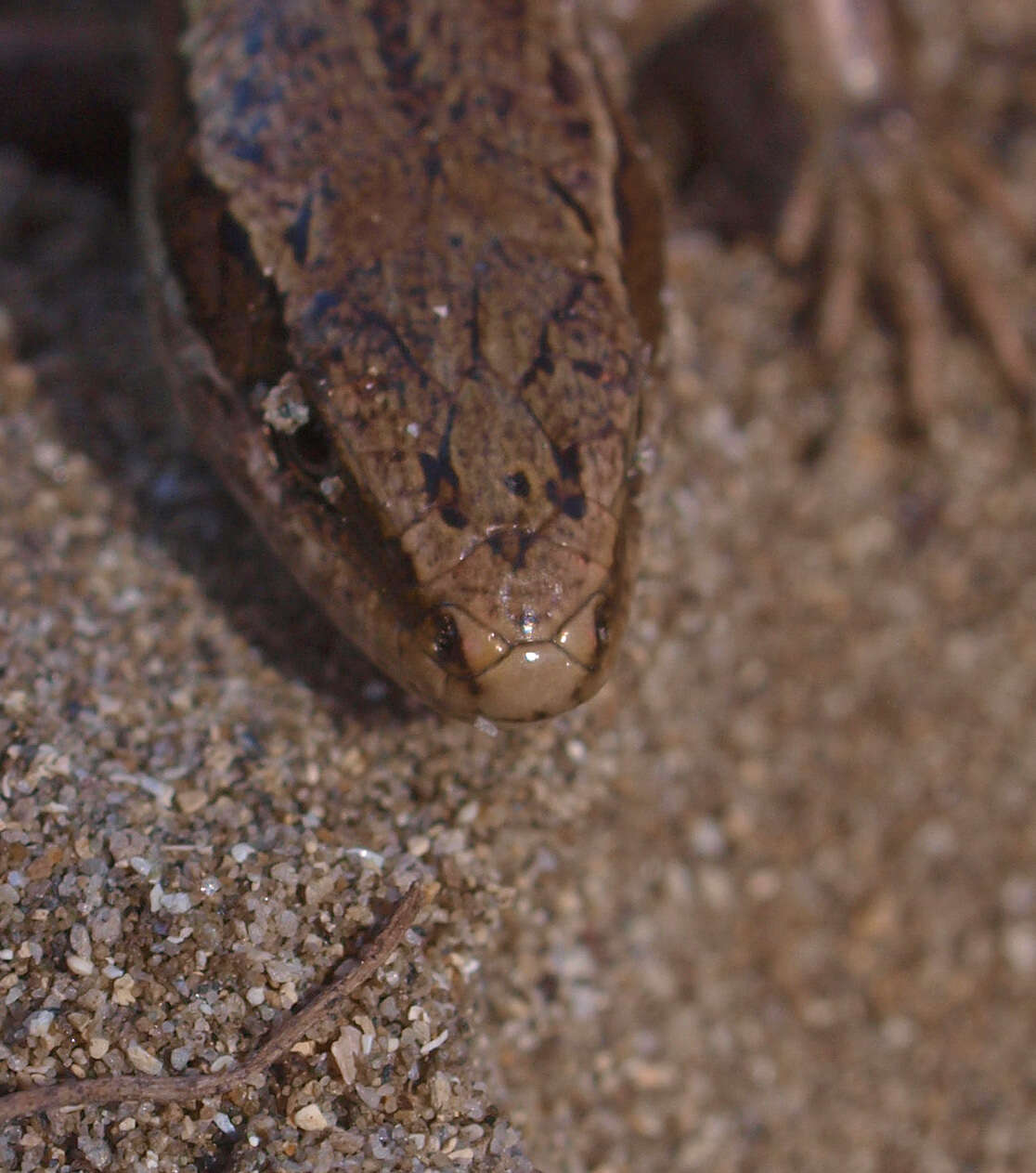 Image of common New Zealand skink