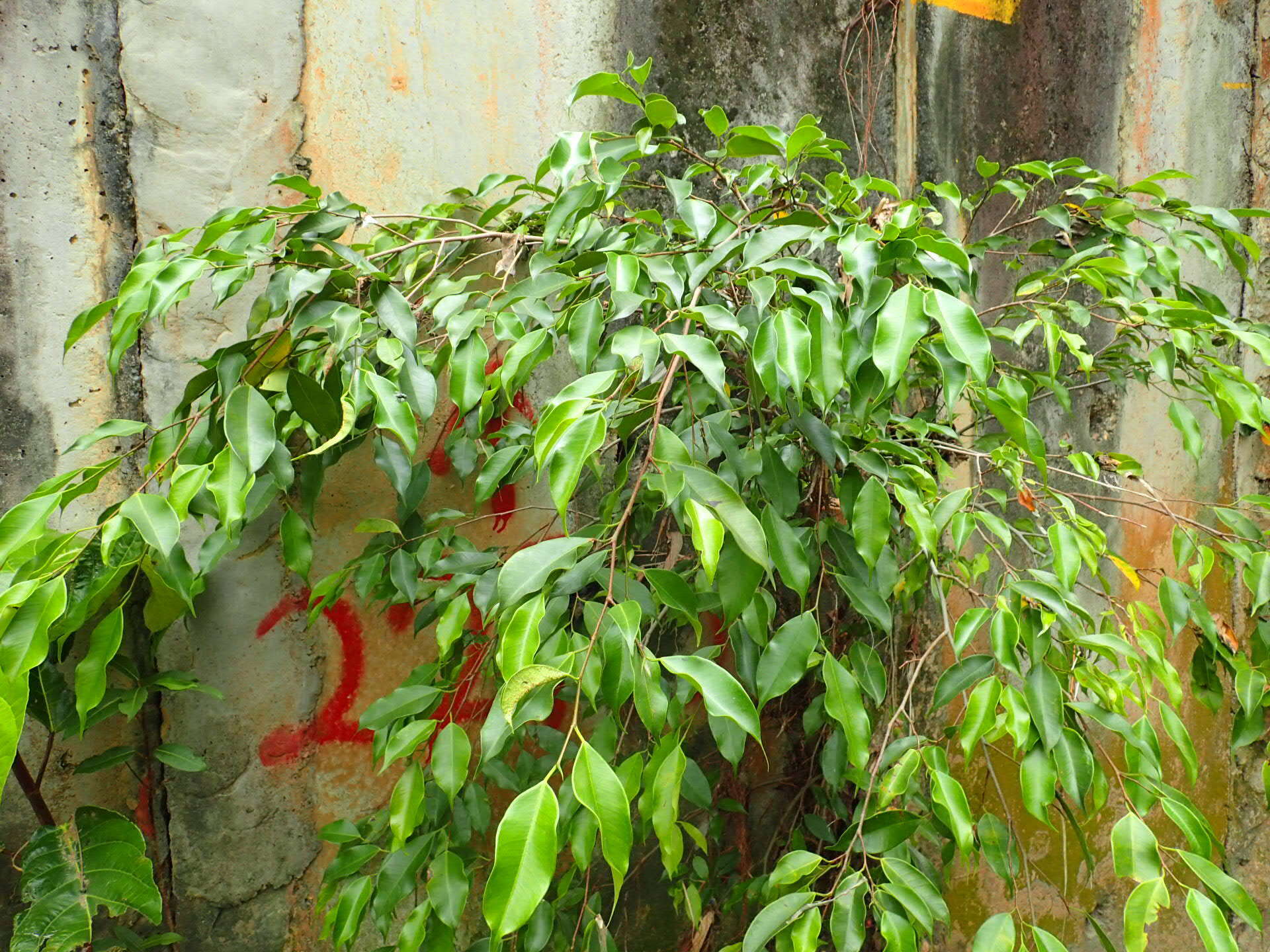 Image de Ficus benjamina L.