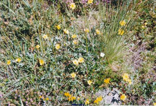 Image of Halimium lasianthum subsp. alyssoides (Lam.) Greuter