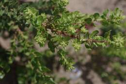 Image of waxberry