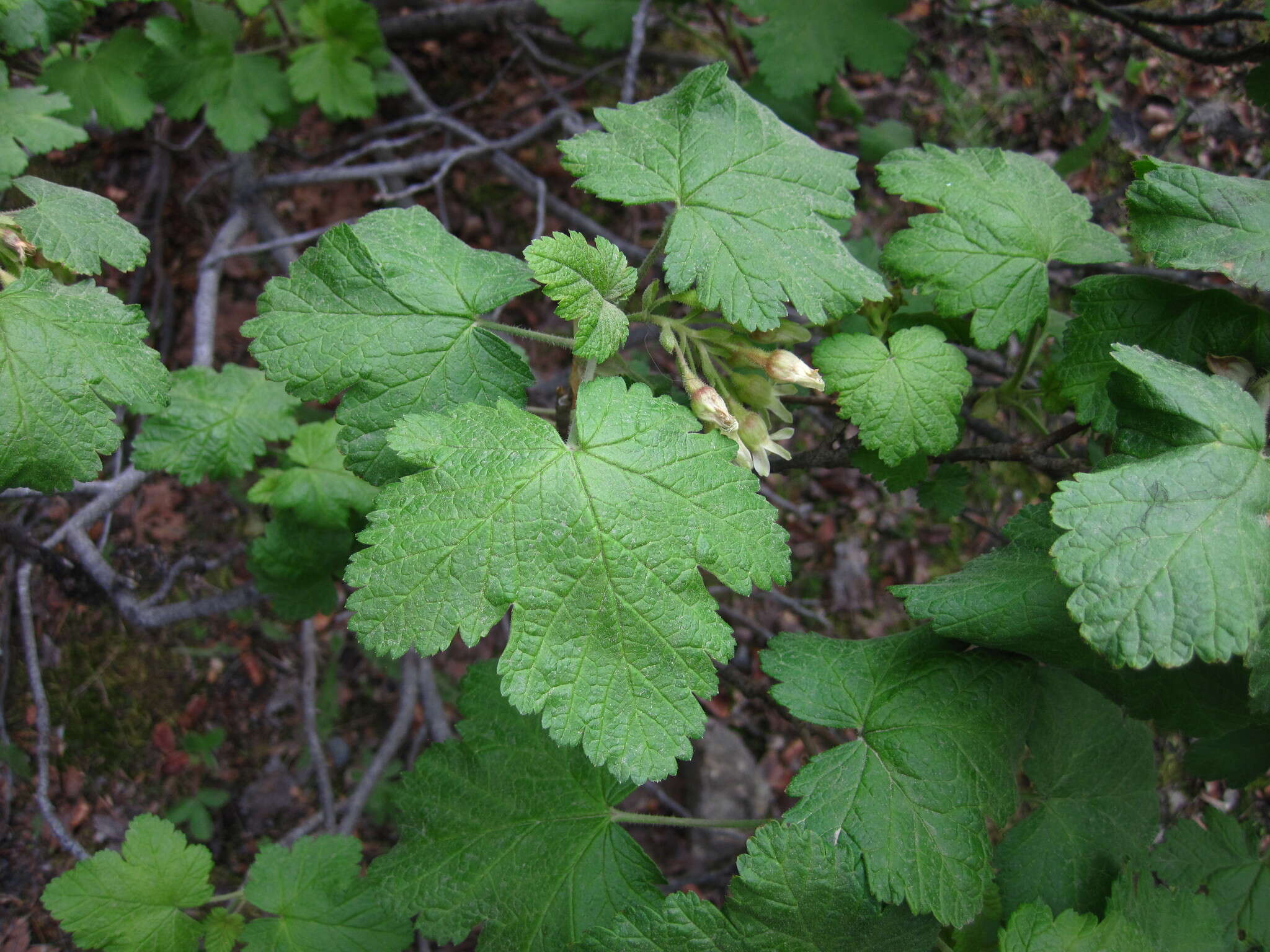 Imagem de Ribes viscosissimum Pursh