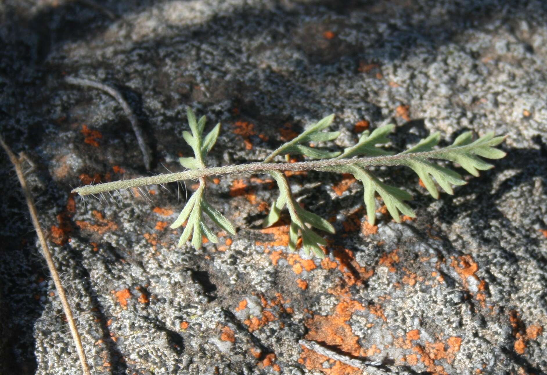 Image of Pelargonium caucalifolium subsp. caucalifolium