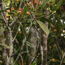 Image of Anneslea fragrans var. lanceolata Hayata