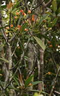 Image of Anneslea fragrans var. lanceolata Hayata