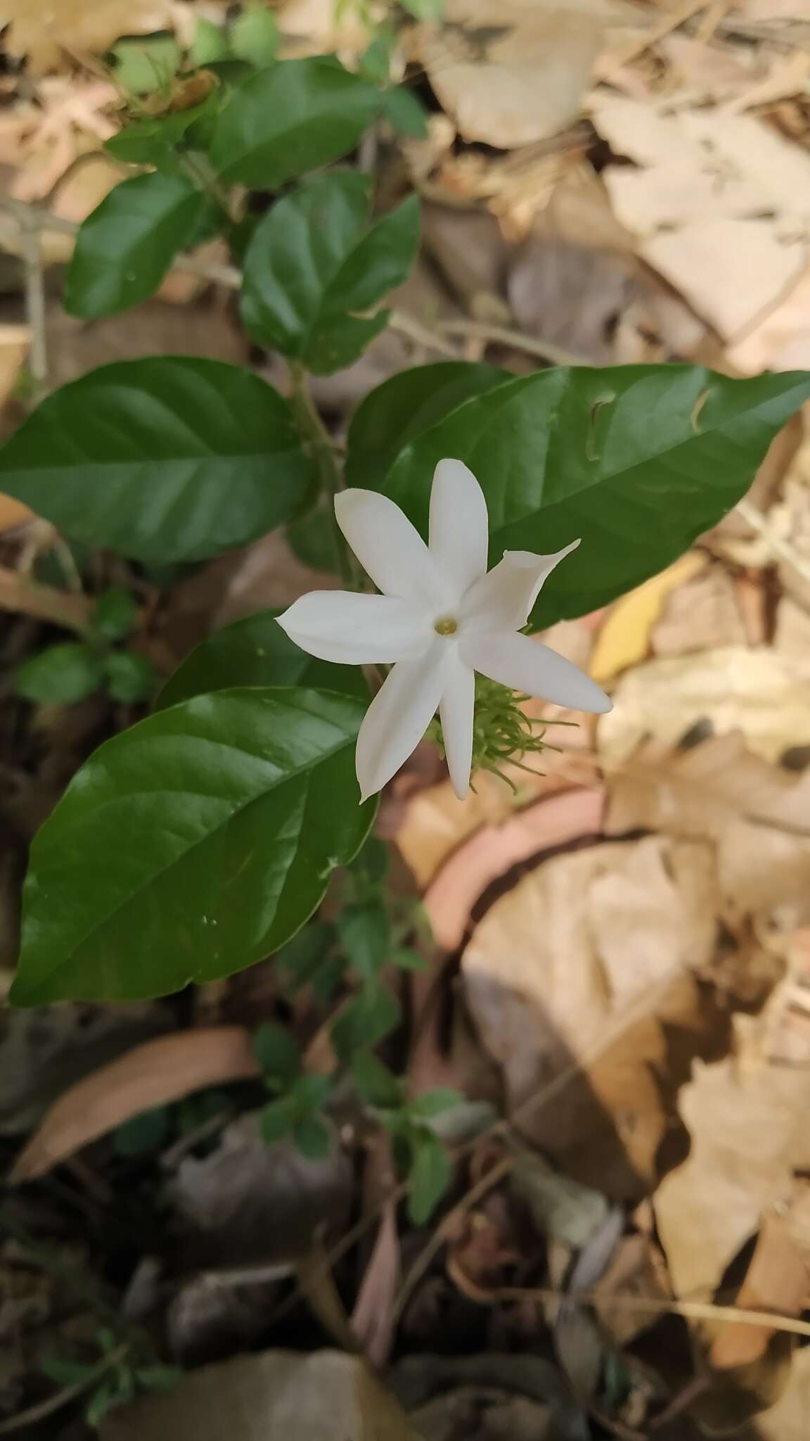 Image of Jasminum angustifolium (L.) Willd.