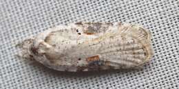 Image of Poison Hemlock Moth