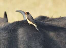 Image of oxpeckers