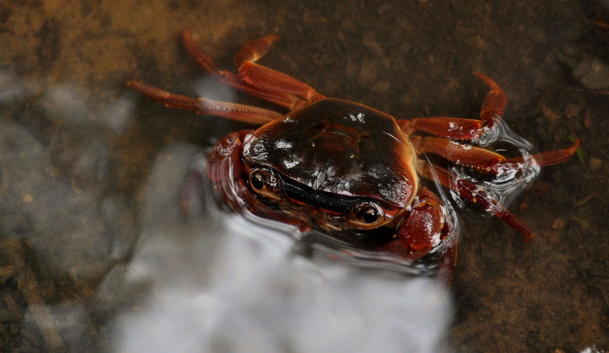 Image of Potamonautes lividus Gouws, Stewart & Reavell 2001