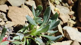 Image of rockjasmine buckwheat