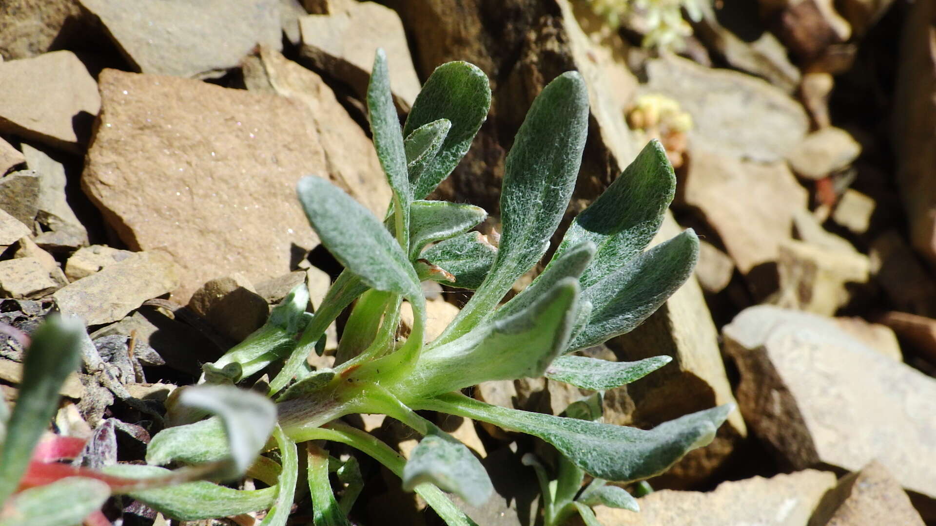 Image of rockjasmine buckwheat