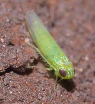 Image of Potato Leafhopper