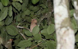 Image of Large Frogmouth